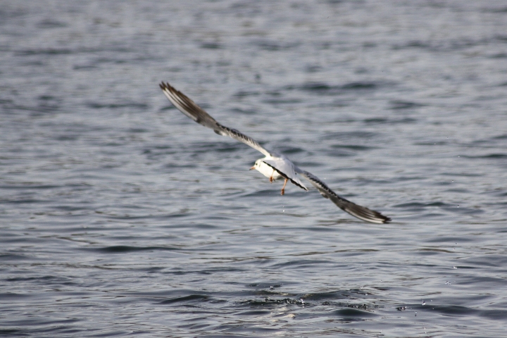 uccelli del fiume Ticino